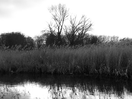Wetlands, MordenHall Park