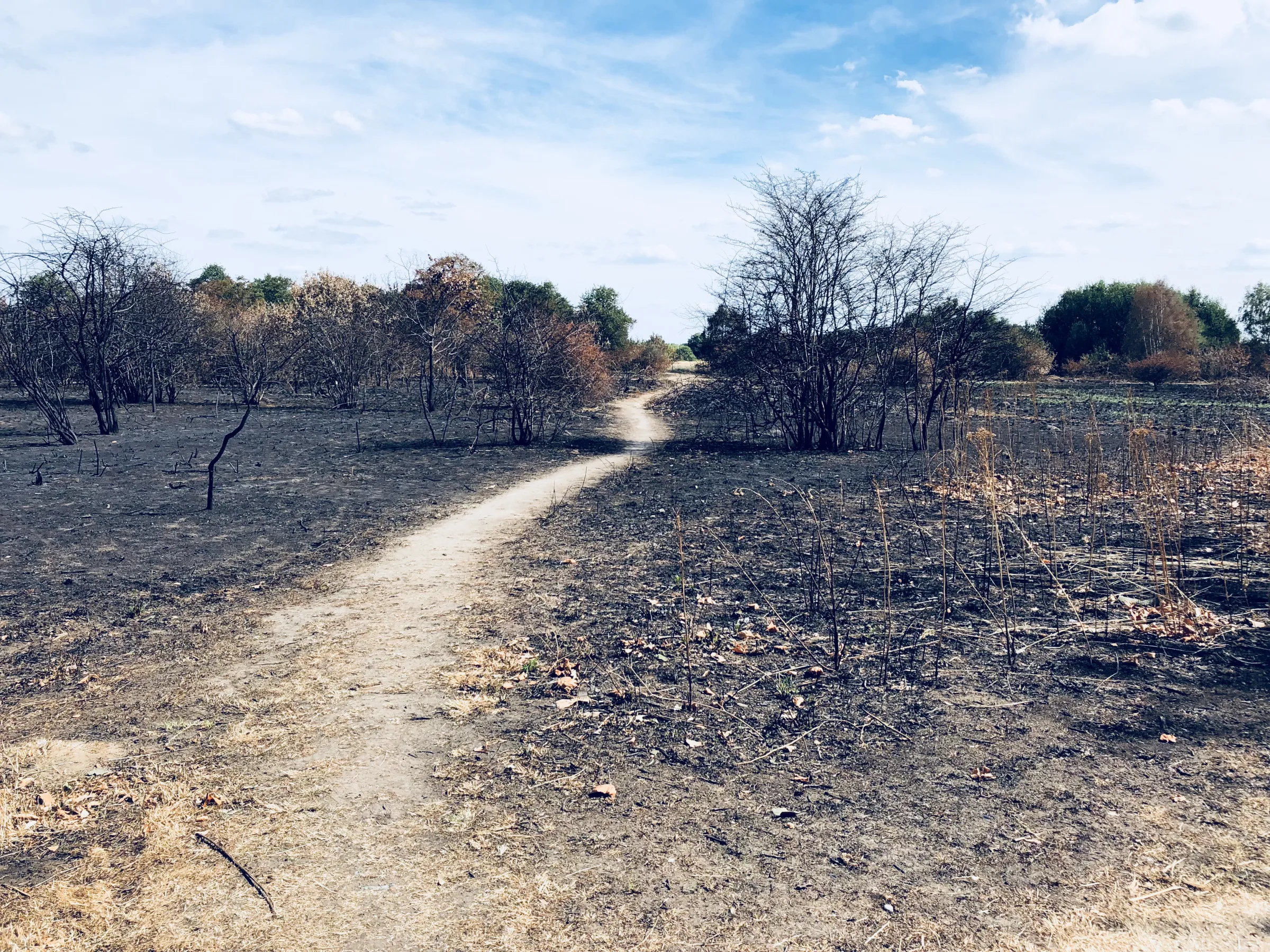 Abstract artwork for Timber and Fire: Epping Forest from Gate to Gate