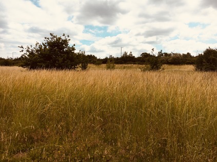 Grassland, Brent Park