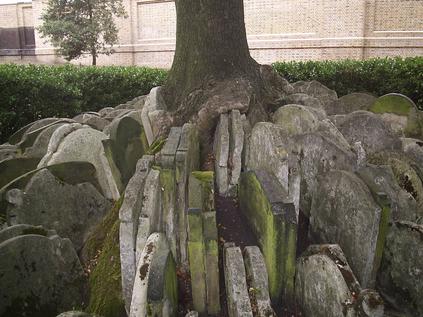 Hardy Tree in St. Pancras Gardens