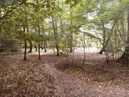 The Hawk Wood, Chingford