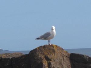 Seagull - by TishyTash